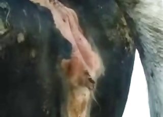 Bull fucks a nice cow from behind - Anal Zoofilia