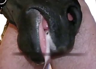 Sweet stallion nicely sucks his boner - Anal Zoofilia