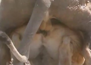 Lusty lioness taking that cock from behind - Anal Zoofilia