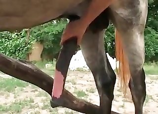 Horse got seduced and fucked in awesome animal XXX - Horse Zoofilia Tube