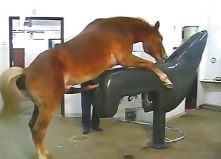 Horse cums a huge load in fucking machine - Horse Zoofilia Tube