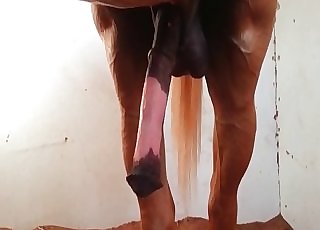 Watch how stallion is becoming horny as hell - Horse Zoofilia Tube