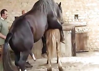 Two horses having nice sex in rear end position - Horse Zoofilia Tube