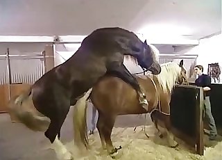 Two horses fuck like crazy, enjoy - Horse Zoofilia Tube