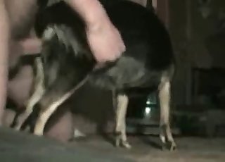 Dude fucking his obedient dog here - Anal Zoofilia