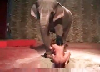 Elephant sees a hot honey delectation herself - Anal Zoofilia