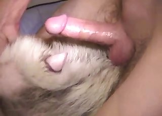 Tiny-dicked dude is gonna fuck it - Anal Zoofilia