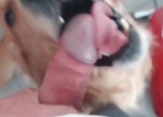 Cute pup learning blowjobs - Anal Zoofilia