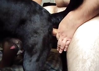 Doggy style sex for a human and a horny doggie - Anal Zoofilia