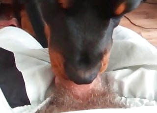 Slutty doggy-style deepthroat action - Anal Zoofilia