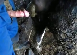 Cow gets owned by the proprietor - Anal Zoofilia