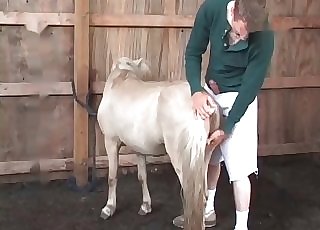 Preparing this white pony for sex - Horse Zoofilia Tube