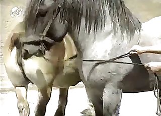 Beefy horses have outstanding doggy style - Horse Zoofilia Tube