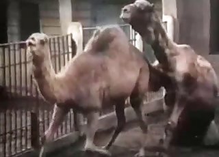 Camels are banging in the doggy style - Anal Zoofilia