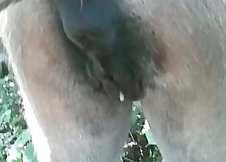 This amazing horse has a truly tight and wet pussy - Horse Zoofilia Tube