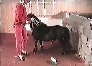 Female undresses just for her black pony - Anal Zoofilia