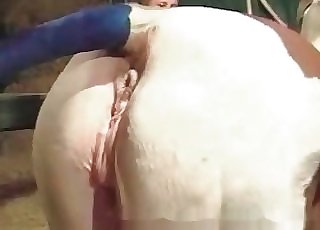 Delicious horse crack hard fucked by a humungous pipe - Horse Zoofilia Tube