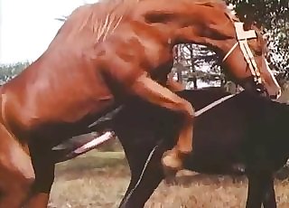 Muscled brown stallion is fucking a horse - Horse Zoofilia Tube