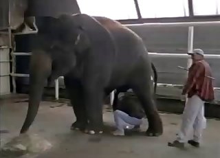 Horny elephant is showing his amazingly large dick - Anal Zoofilia