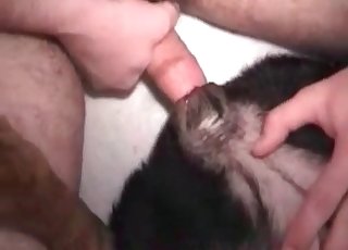 Labrador gets totally fucked by a nasty dude - Anal Zoofilia