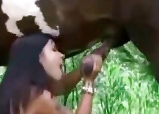 Superb blowjob for a gorgeous chocolate-colored stallion - Horse Zoofilia Tube