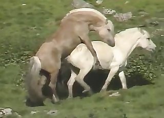 Outdoors action with two horses - Horse Zoofilia Tube